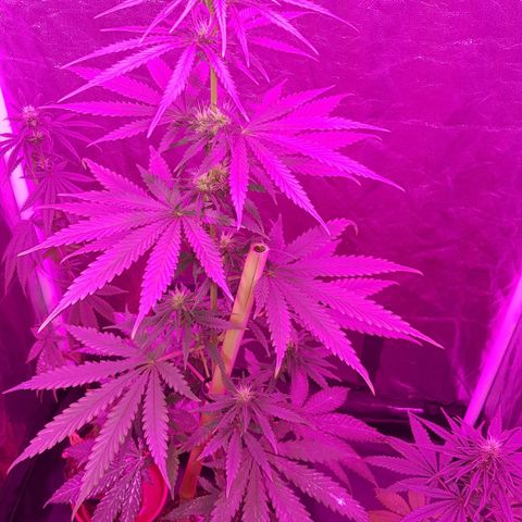 Big explosion #2 growlog timeline photo
