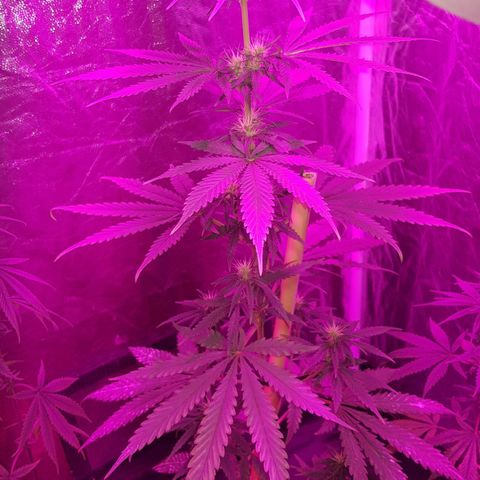 Big explosion #2 growlog timeline photo