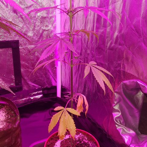 Regular Maria #2 (Kong) growlog timeline photo