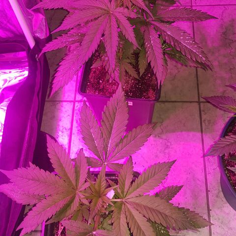 Big explosion #6 growlog timeline photo