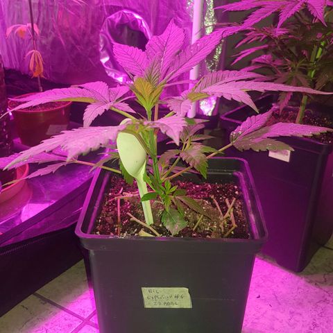 Big explosion #6 growlog timeline photo