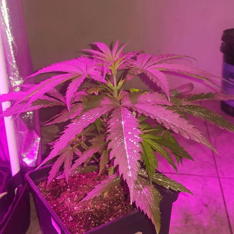Big explosion #6 growlog timeline photo