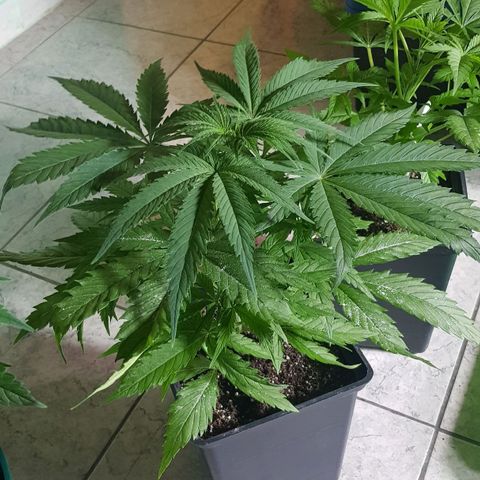 Big explosion #6 growlog photo: Big #7