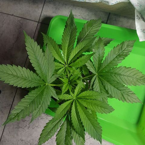 Big explosion #6 growlog photo: Big #6