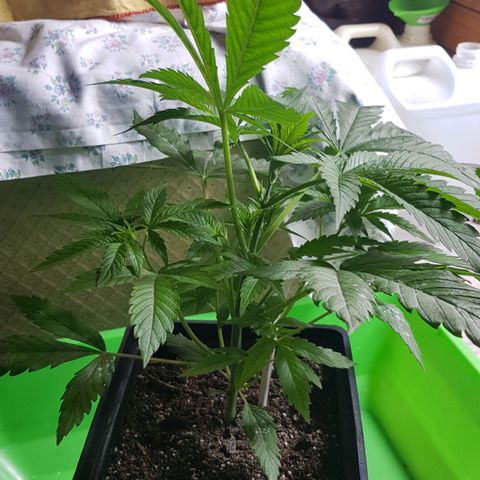 Big explosion #6 growlog photo: Big #6