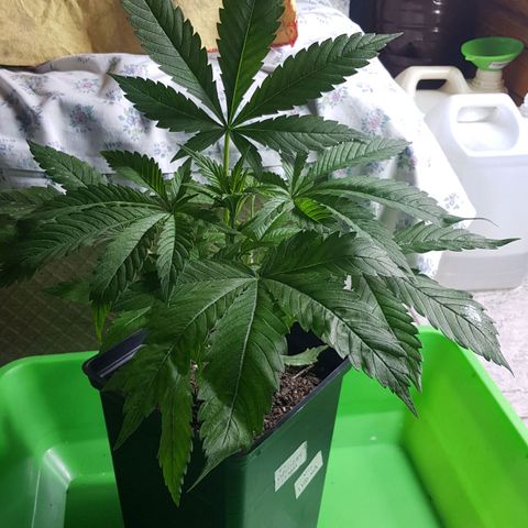 Big explosion #6 growlog photo: Big #6