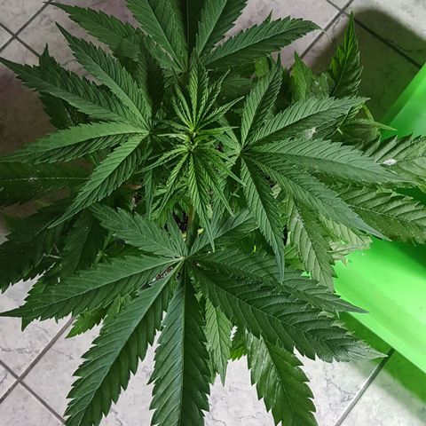 Big explosion #6 growlog photo: Big #7