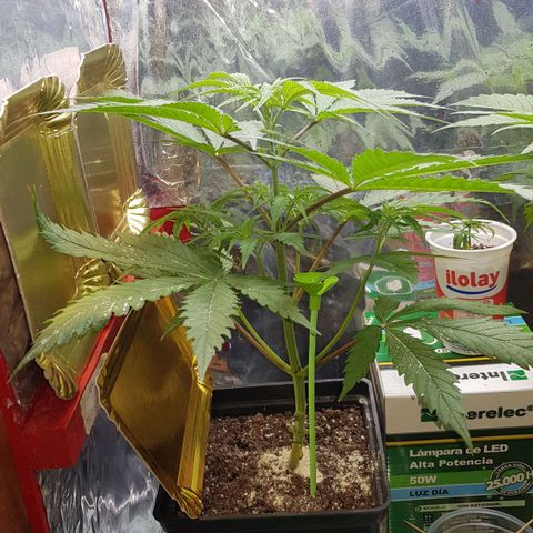 Big explosion #6 growlog photo: Big #7