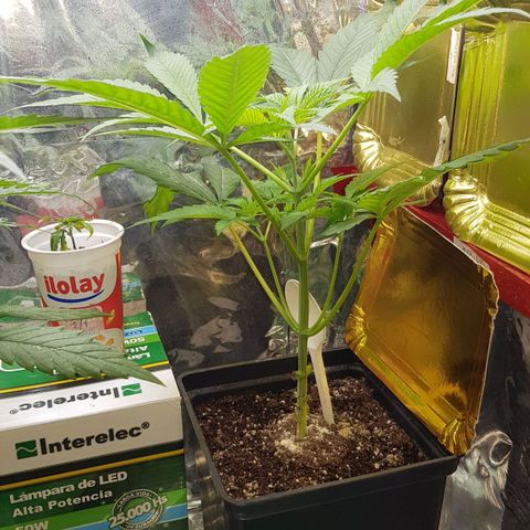 Big explosion #6 growlog photo: Big #6
