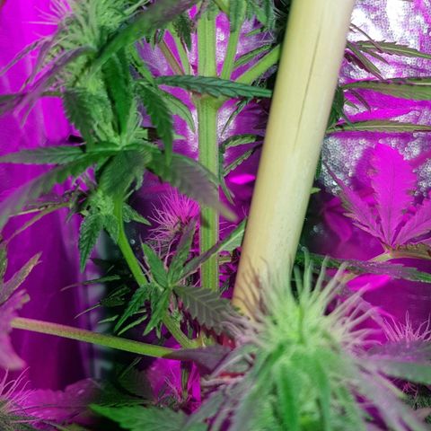Big explosion #2 growlog timeline photo