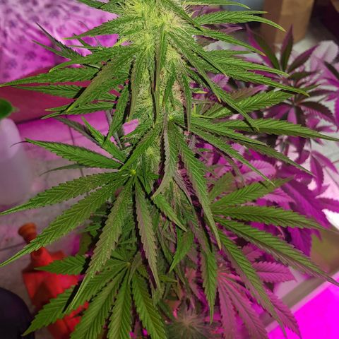Big explosion #2 growlog timeline photo