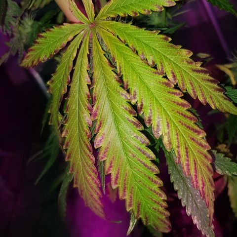 Big explosion #2 growlog timeline photo