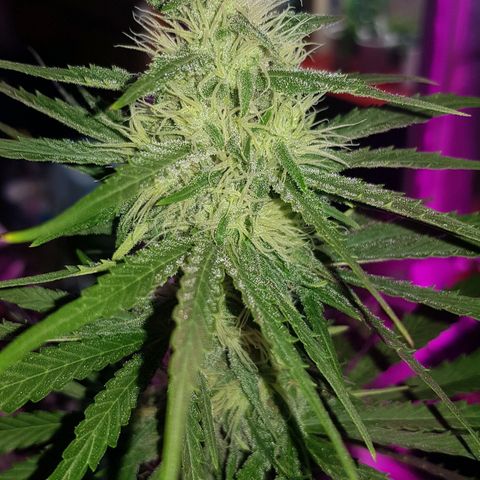 Big explosion #2 growlog timeline photo