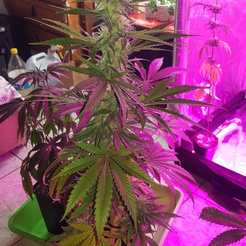 Big explosion #2 growlog timeline photo