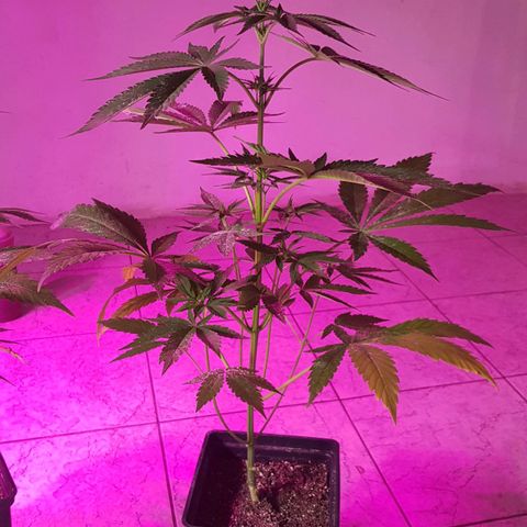 Big explosion #6 growlog photo: Big 6