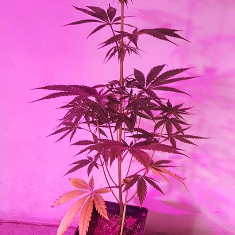 Big explosion #6 growlog photo: Big 7