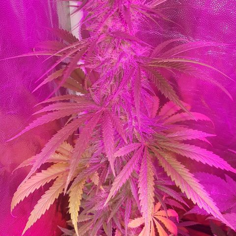 Big explosion #2 growlog timeline photo