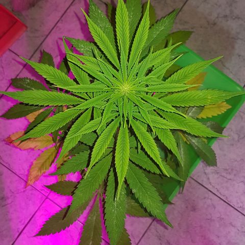 Big explosion #6 growlog timeline photo
