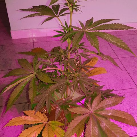 Big explosion #6 growlog timeline photo