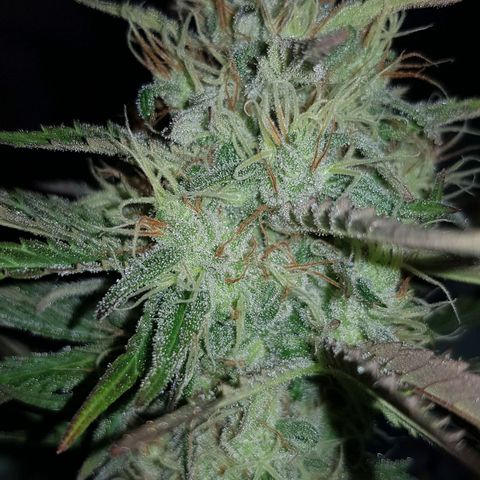 Big explosion #2 growlog timeline photo