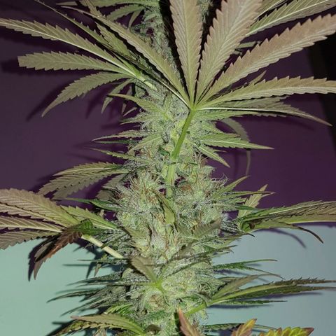 Big explosion #2 growlog timeline photo
