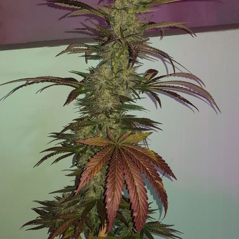 Big explosion #2 growlog timeline photo