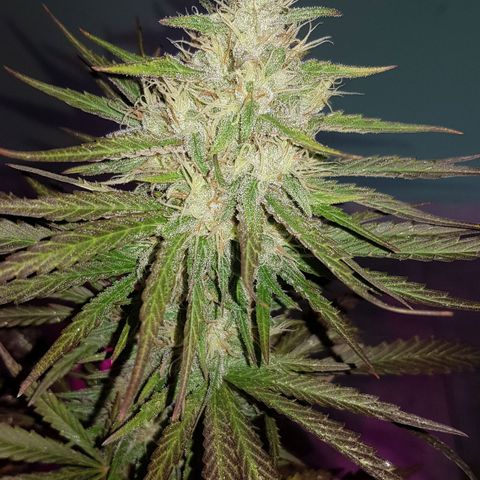Big explosion #2 growlog timeline photo
