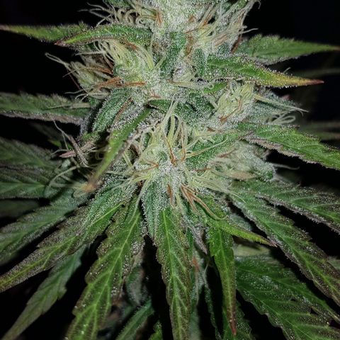 Big explosion #2 growlog timeline photo