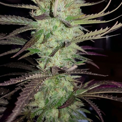 Big explosion #2 growlog timeline photo
