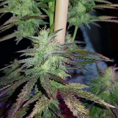 Big explosion #2 growlog timeline photo