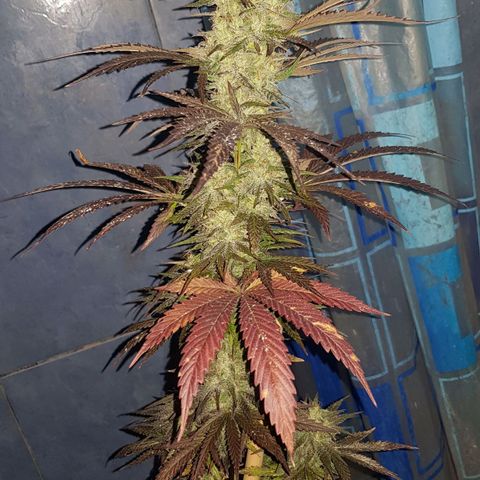 Big explosion #2 growlog timeline photo