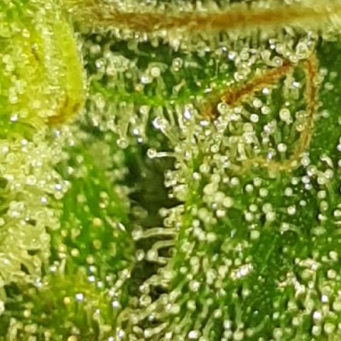 Big explosion #2 growlog timeline photo