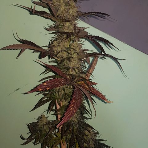 Big explosion #2 growlog timeline photo