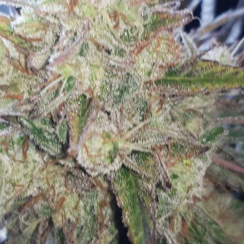 Big explosion #2 growlog timeline photo