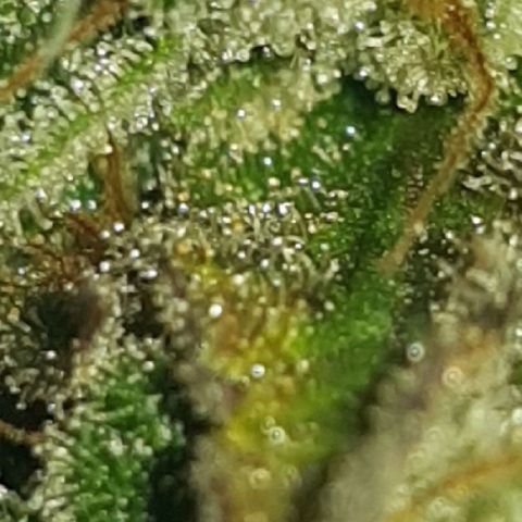 Big explosion #2 growlog timeline photo