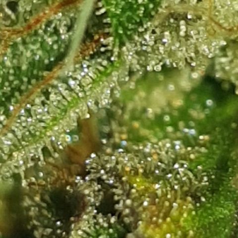 Big explosion #2 growlog timeline photo