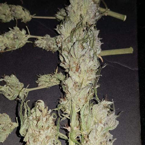 Big explosion #2 growlog timeline photo