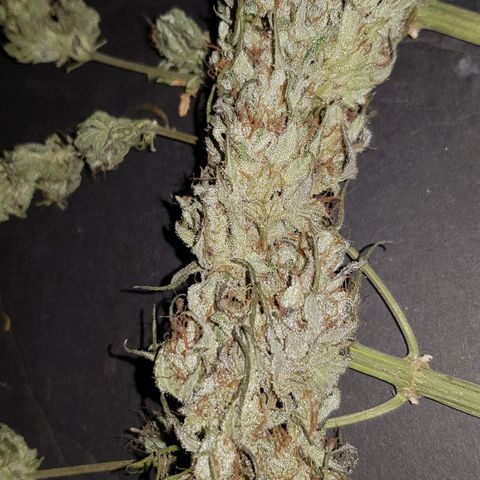 Big explosion #2 growlog timeline photo