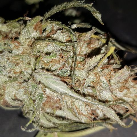 Big explosion #2 growlog timeline photo