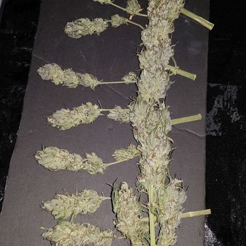 Big explosion #2 growlog timeline photo