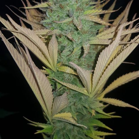 Big explosion #6 growlog photo: Ultimas 2 semanas de flora