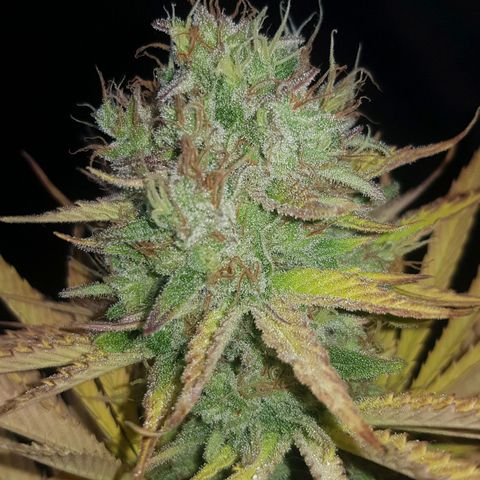 Big explosion #6 growlog photo: Ultimas 2 semanas de flora