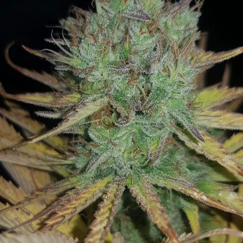 Big explosion #6 growlog photo: Ultimas 2 semanas de flora