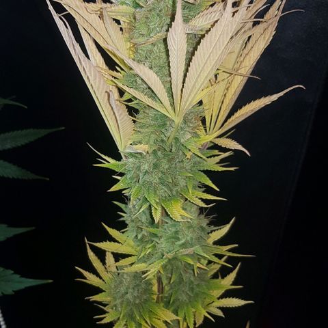 Big explosion #6 growlog photo: Ultimas 2 semanas de flora