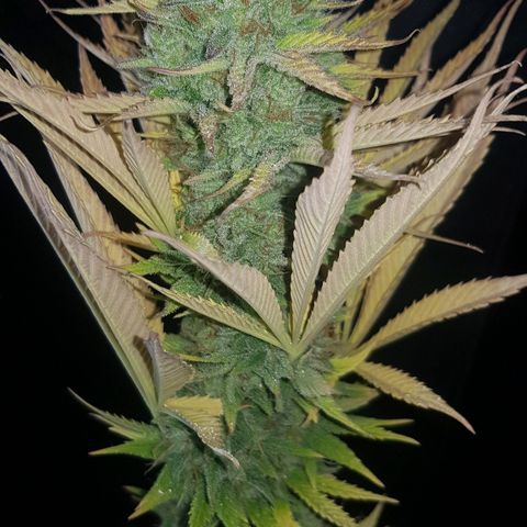Big explosion #6 growlog photo: Ultimas 2 semanas de flora