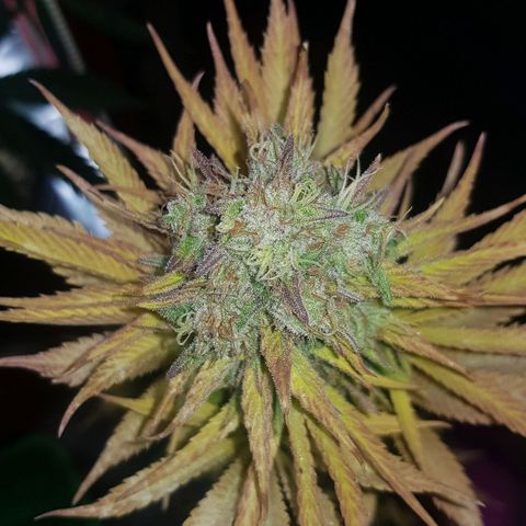 Big explosion #6 growlog photo: Ultimas 2 semanas de flora