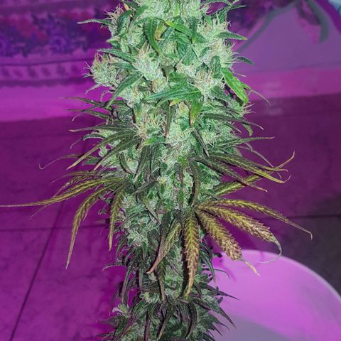 Regular Maria #2 (Kong) growlog timeline photo