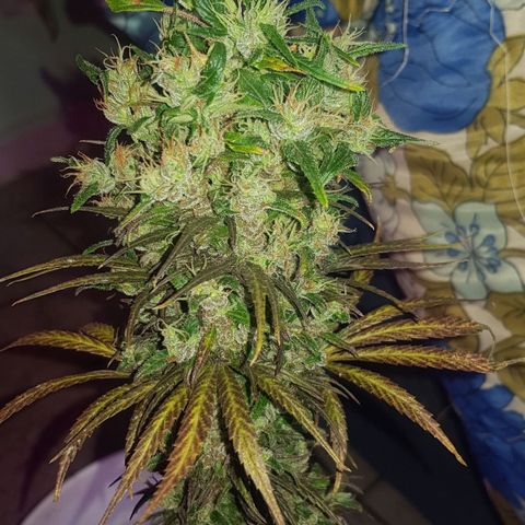 Regular Maria #2 (Kong) growlog timeline photo