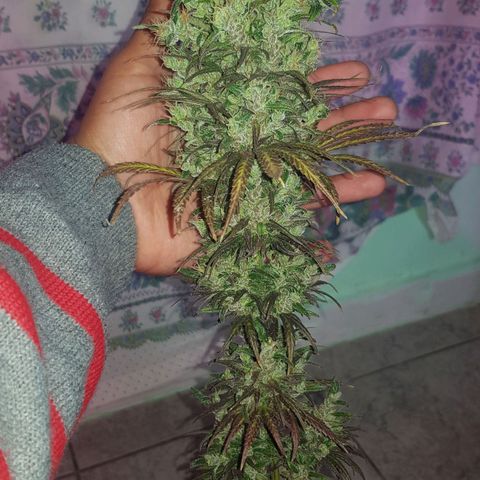 Regular Maria #2 (Kong) growlog timeline photo