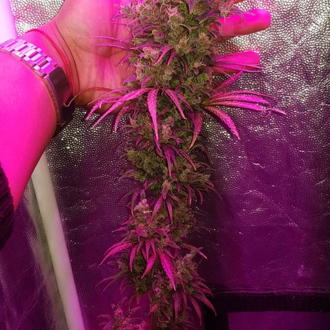 Regular Maria #2 (Kong) growlog timeline photo